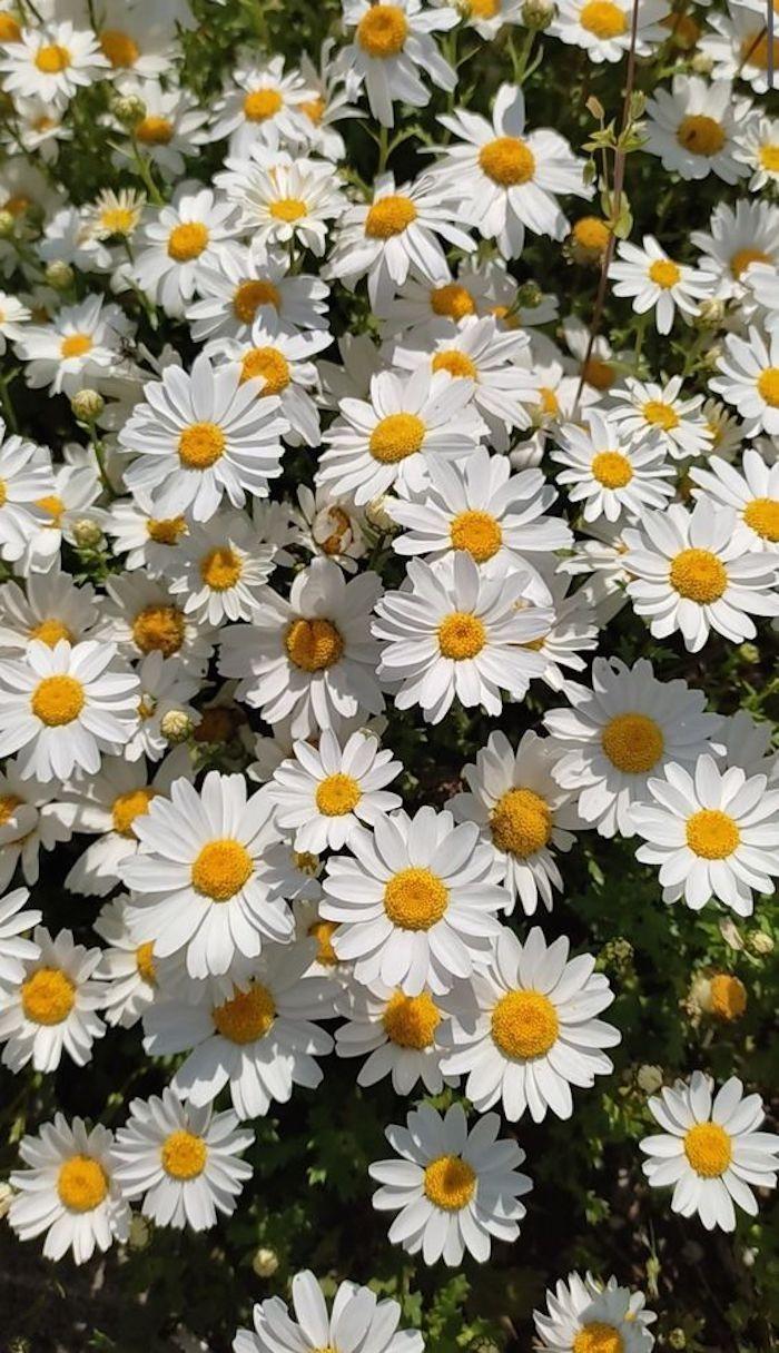 Whispers of the Meadow Breeze